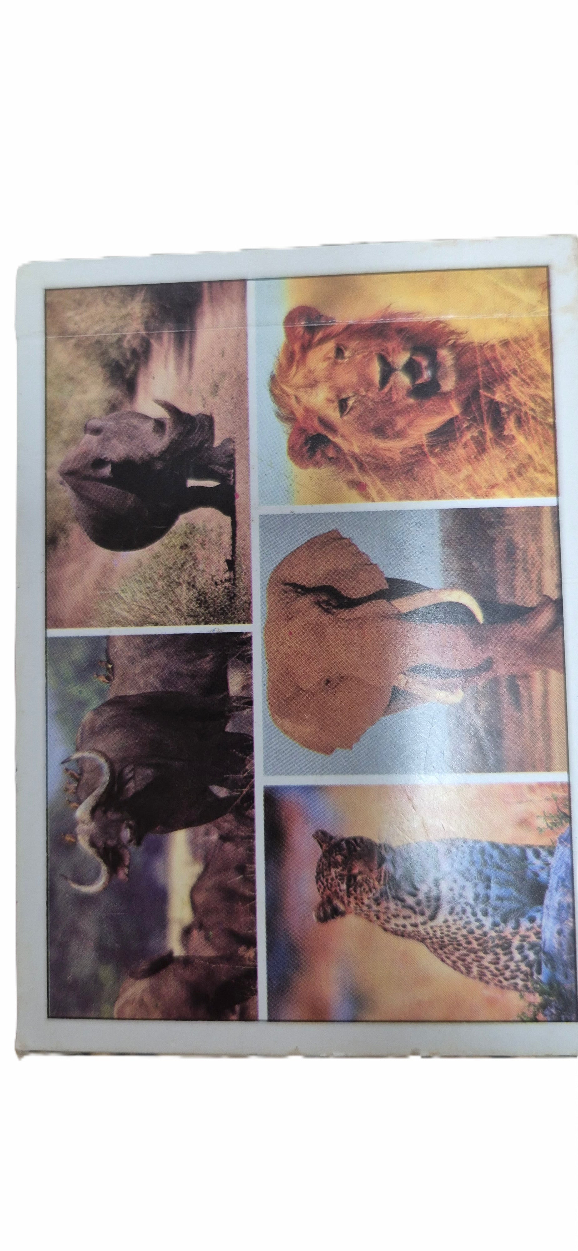 playing Africa's Big Five cards