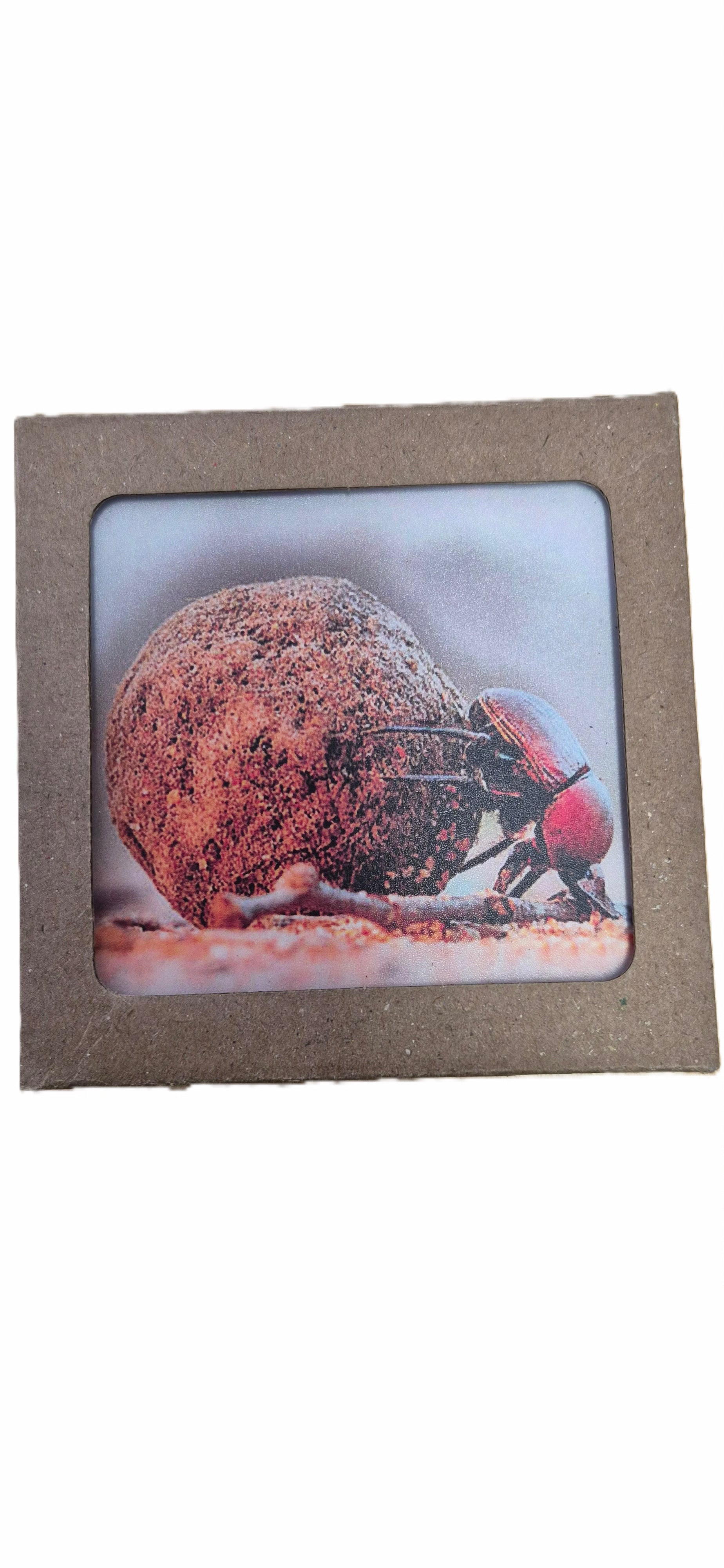 Dung Beatle Coasters